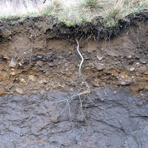 En jordprofil med rötter, foto.