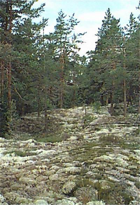 Stenig mark vid en skog, foto.