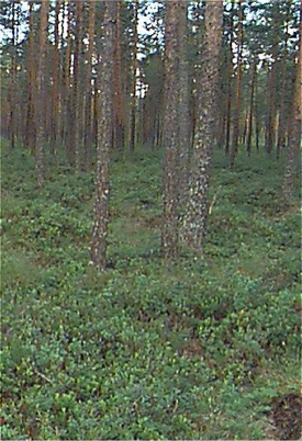 Skogsmark med låg markvegetation, foto.