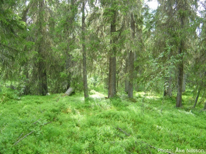 Skogsmark där ytblock saknas, foto