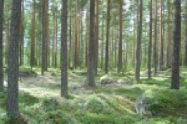 En tallskog med låg undervegetation, foto.