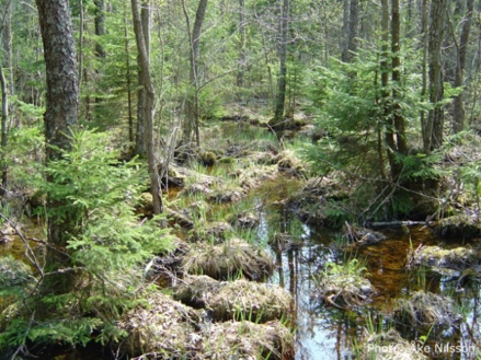 En vattensamling i en blandskog, foto.