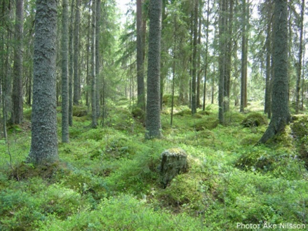 Granskog med högre markvegetation. Foto