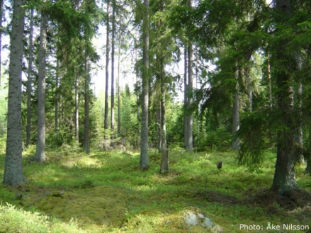 Granskog med låg markvegetation, foto.