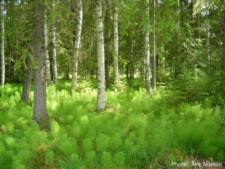 En blandskog med fluffig undervegetation, foto.