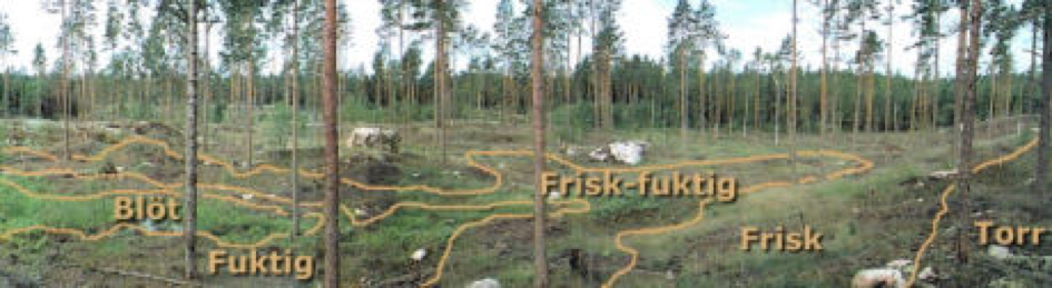 Skogsfoto med text och markeringar kring torr och fuktig mark, foto.
