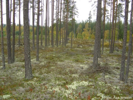 Gles skog med låg markvegetation som bland annat består av lavar, foto.