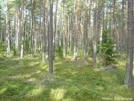 Gran och tallskog med låg markvegetation, foto.