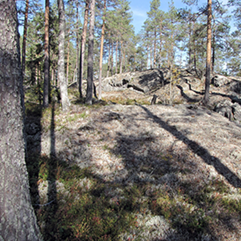 Solbelysta stenhällar i skog, foto.