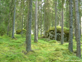 Barrskog med låg markvegetation, foto.