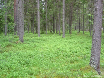 Barrskog med blåbärsris, foto.