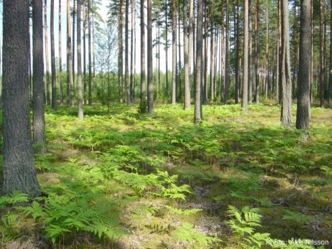 Barrskog med ormbunkar, foto.