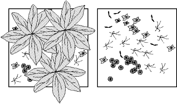 Blomdelar, illustration.