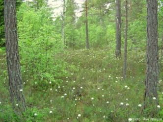 Trädstammar med små björkar och blommor, foto.