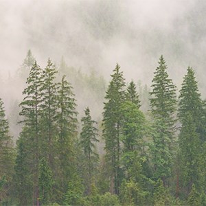 Granskog med dimmar, foto.