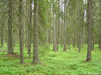 Granskog med låg markvegetation, foto.