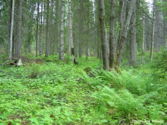 Blandskog med ormbunkar, foto.