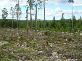 Stenig mark med några få tallar, foto.