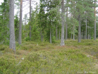 Granskog med kråkbär på marken, foto.