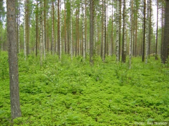 Trädstammar med fluffig, grön markvegetation, foto.