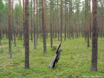 Tallskog med låga gröna växter, foto.