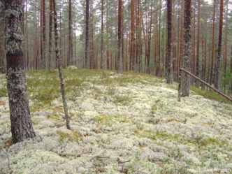 Tallskog med lavar på marken, foto.