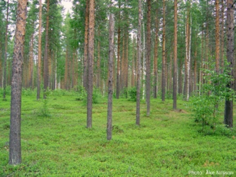 Tallskog med lingonris, foto.