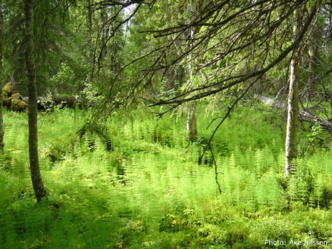 Blandskog med fluffiga, gröna växter på marken, foto.
