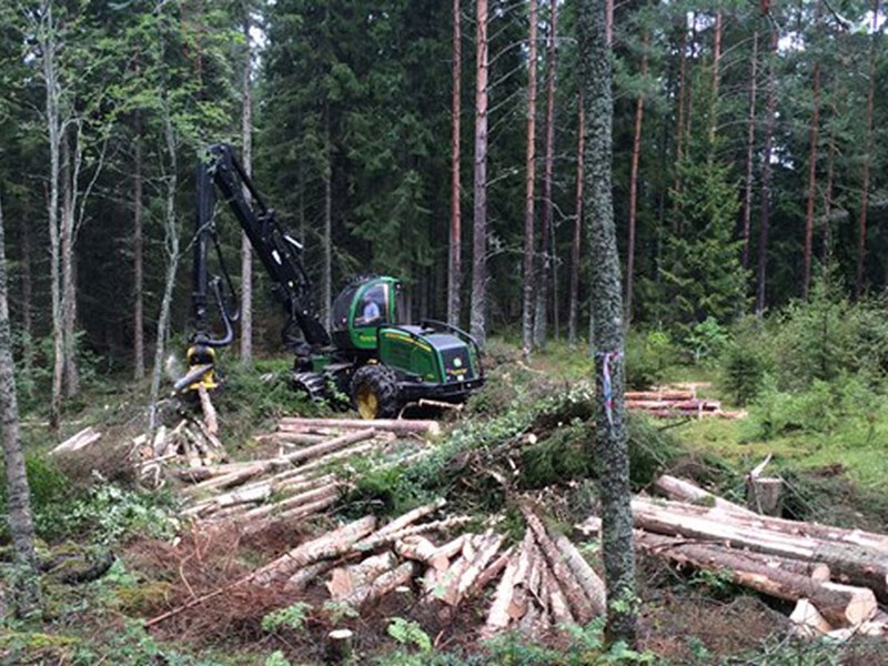 Skogsavverkning. Foto.