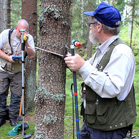 Två män hjälps åt att mäta träd i en skog. Foto. 