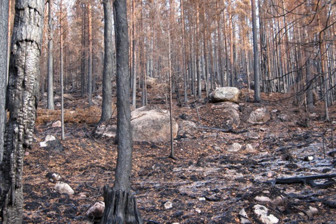 A burnt forest. 