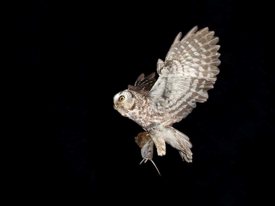 A tengmalm’s owl with a bank vole. 