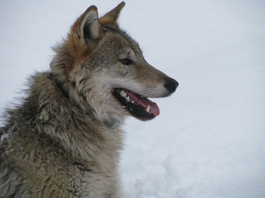 Varg i snö. Foto.