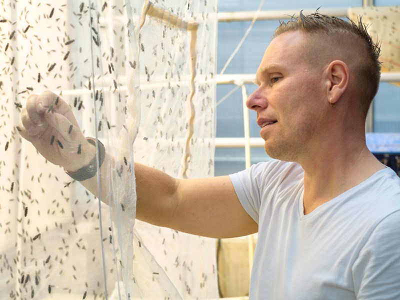 Picture of Björn Vinnerås by a cage containing Black Soldier Flies.