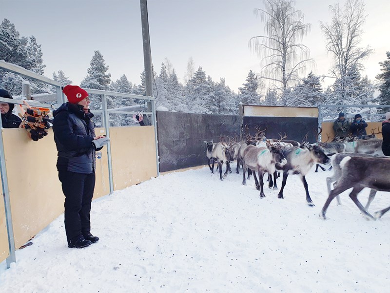 Picture of Anna Skarin with reindeer.