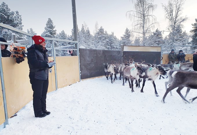 Picture of Anna Skarin with reindeer.