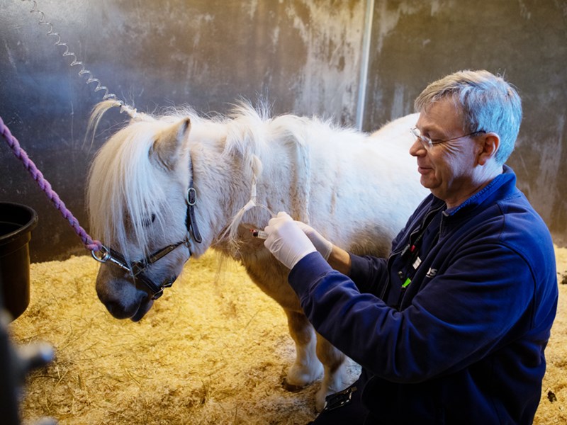 Bild av professor Johan Bröjer som tar ett blodprov på en sjuk häst.