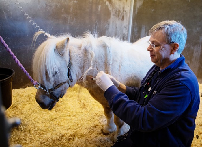 Bild av Johan Bröjer som tar blodprov på en häst.