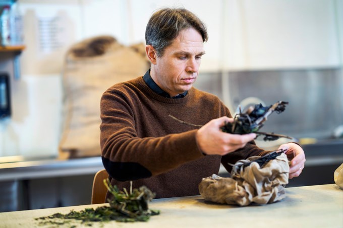 Georg Carlsson hanterar prover av åkerböna och raps  i växthuset.