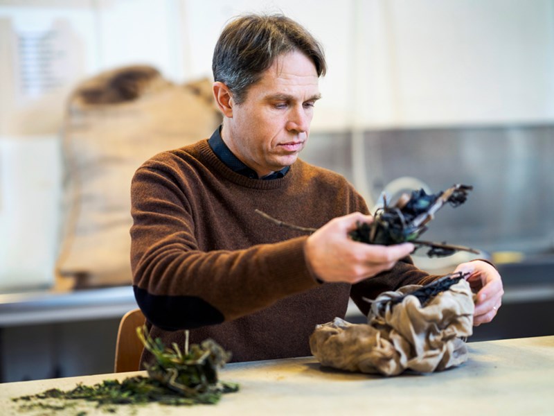 Georg Carlsson hanterar prover av åkerböna och raps  i växthuset.