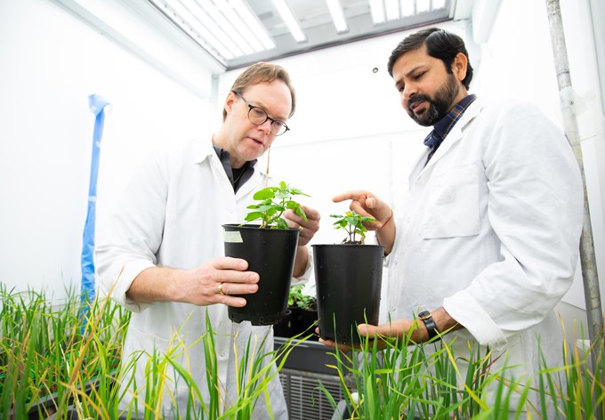 Bild av Magnus Karlsson och Mukesh Dubey som studerar quinoa-plantor i fytotronen i Biocentrum i Uppsala. 