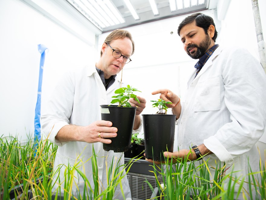 Magnus Karlsson and Mukesh Dubey examine quinoa plants in the phytotron of the Uppsala Biocenter.