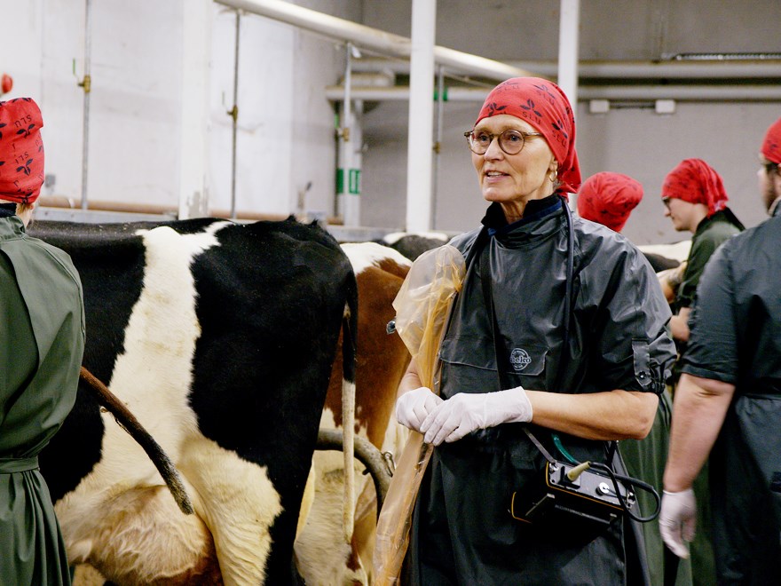 Renée Båge med veterinärstudenter på Lövsta lantbruksforskning.