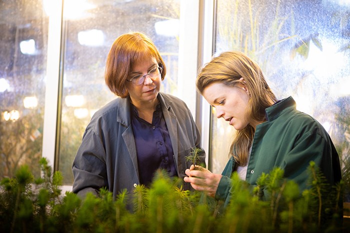 Malin Elfstrand med doktorand tittar på granplantor i växthuset.