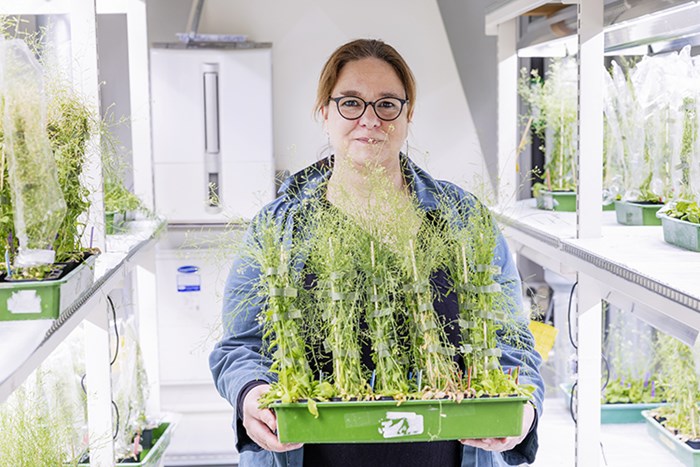 Stéphanie Robert i en odlingskammare med Arabidopsis-plantor.