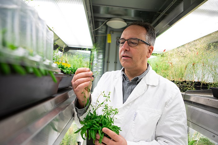 Markus Schmid studying an Arabidopsis plant in a climate chamber in the SLU Uppsala Biocenter.