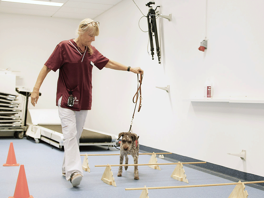 A woman in scrubs walks a dog in a leash indoors, over a series of obstacles. 