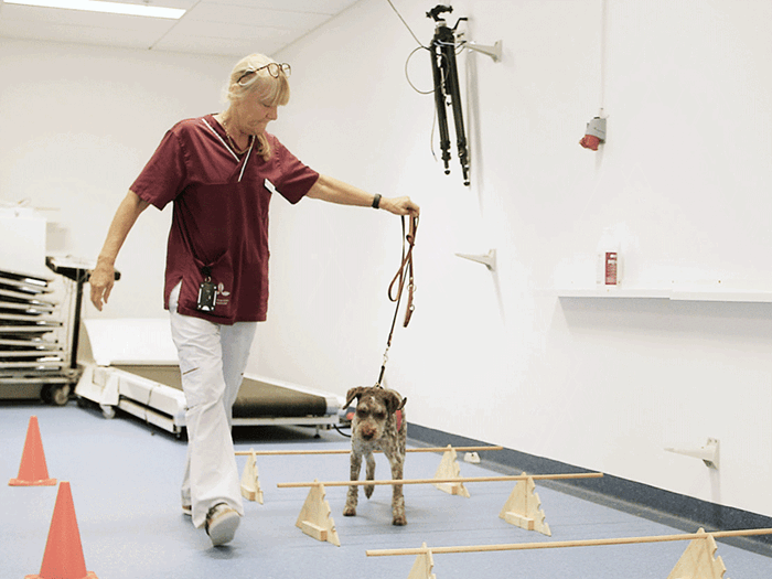 En kvinna i sjukhuskläder går med en hund i koppel över låga hinder.