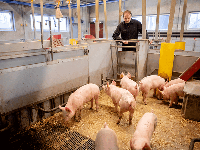  A man in overalls stands in a barn, observing piglets in a pen.