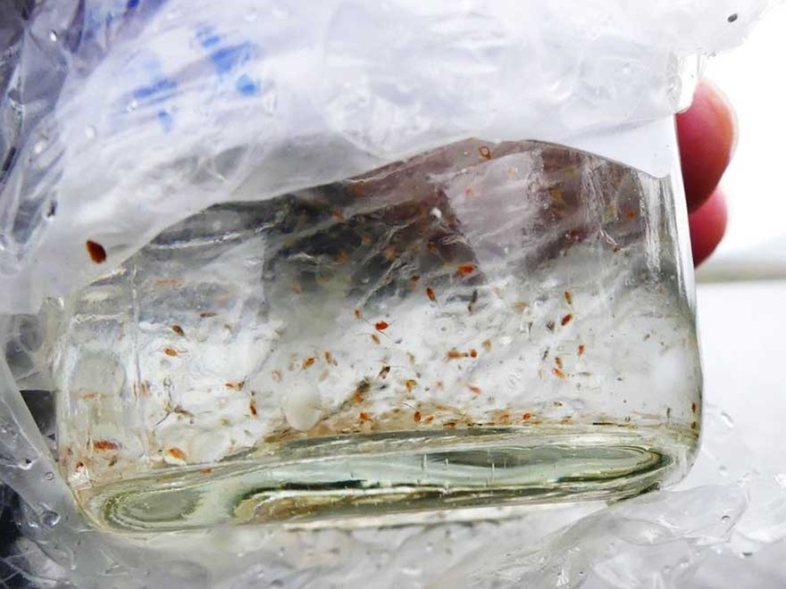 Zooplankton sample. Photo.